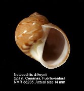Notocochlis dillwynii (2)